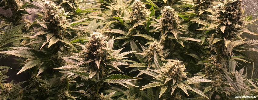 Candy Kush Strain Review & Growing Guide | All You Need to Know 10 Candy Kush marijuana Strain Review & Growing Guide, marijuana, weed, cannabis seeds, ilgm