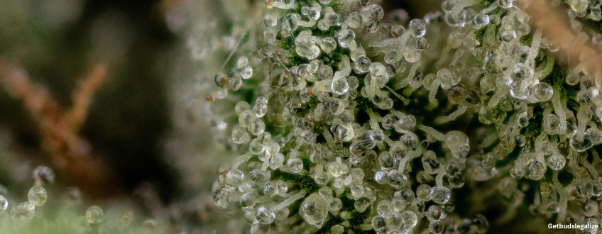Candyland Strain Review & Growing Guide | Learn All About 7 Candyland cannabis Strain Review & Growing Guide, MARIJUANA, WEED, CANNABIS SEEDS, dR. sEEDS