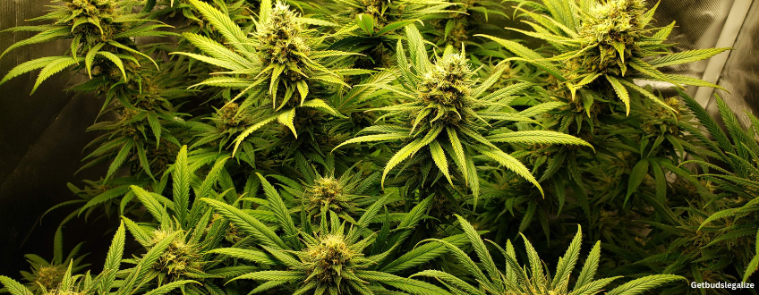 Candyland Strain Review & Growing Guide | Learn All About 10 Candyland weed Strain Review & Growing Guide, MARIJUANA, WEED, CANNABIS SEEDS, dR. sEEDS