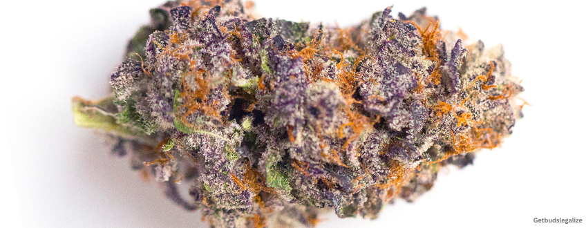 Candyland Strain Review & Growing Guide | Learn All About 16 Candyland marijuana Strain Review & Growing Guide, MARIJUANA, WEED, CANNABIS SEEDS, dR. sEEDS