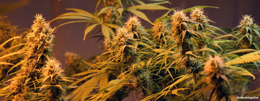 Holy Grail Strain Review & Growing Guide | Best Cannabis Seed Review 7 Holy Grail cannabis Strain Review & Growing Guide, weed, mmarijuana, seeds, dna genetics, seedsman