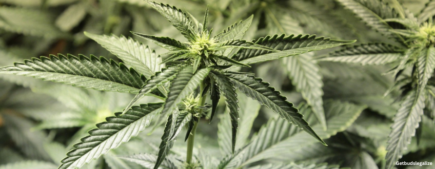 Holy Grail Strain Review & Growing Guide | Best Cannabis Seed Review 14 Holy Grail weed Strain Review & Growing Guide, weed, marijuana, cannabis, seeds, dna genetics, seedsman