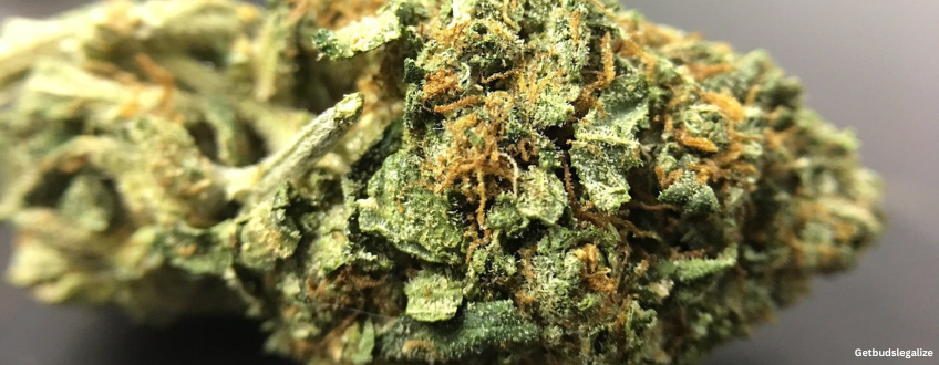 Holy Grail Strain Review & Growing Guide | Best Cannabis Seed Review 17 Holy Grail weed Strain Review & Growing Guide, weed, marijuana, cannabis, seeds, dna genetics, seedsman