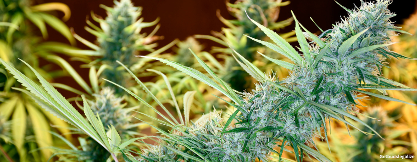 Holy Grail Strain Review & Growing Guide | Best Cannabis Seed Review 10 Holy Grail marijuana Strain Review & Growing Guide, weed, mmarijuana, seeds, dna genetics, seedsman