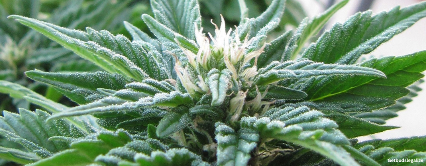 Juicy Fruit Strain Review & Growing Guide | Learn All About 7 Juicy Fruit weed Strain Review & Growing Guide, cannabis, weed, marijuana, seeds