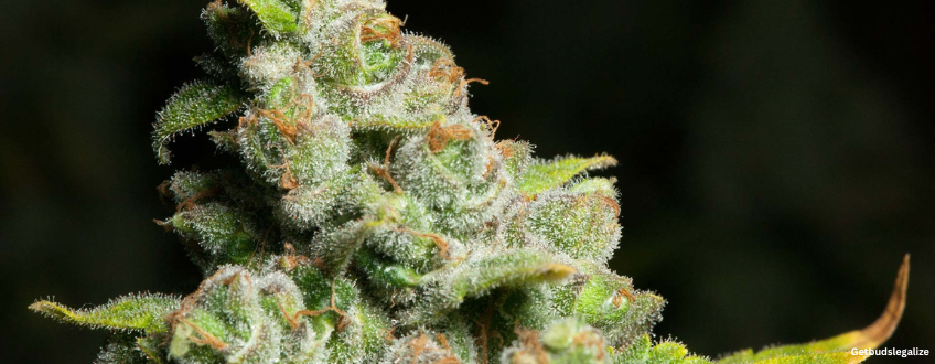 Blueberry Headband Strain Review & Growing Guide | Learn All About ...