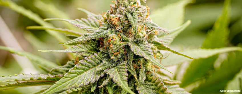 Blueberry Headband Strain Review & Growing Guide | Learn All About ...