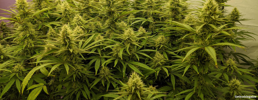 Laughing Buddha Strain Review & Growing Guide | Learn All About It 10 Laughing Buddha cannabis Strain Review & Growing Guide, cannabis, marijuana, weed, pot, plant, seeds, BARNEYS FARM