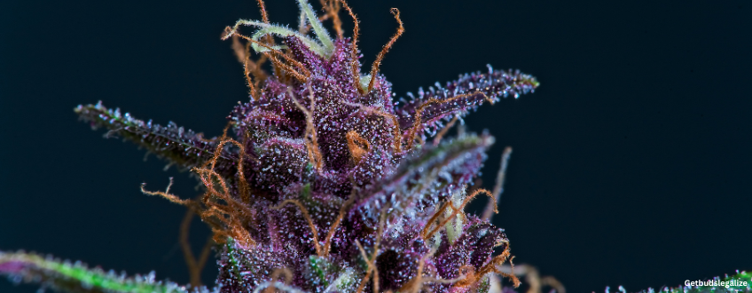 Purple Haze marijuana Strain Review & Growing Info, weed, cannabis seeds, Sensi Seeds, ILGM