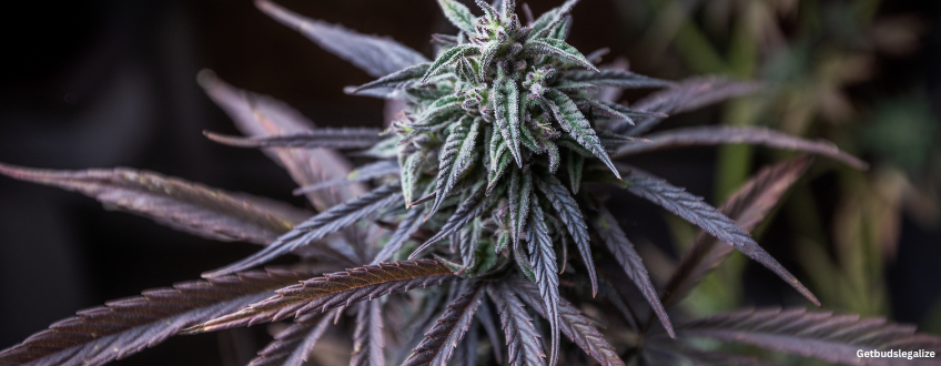 Purple Haze weed Strain Review & Growing Info, marijuana, cannabis seeds, Sensi Seeds, ILGM