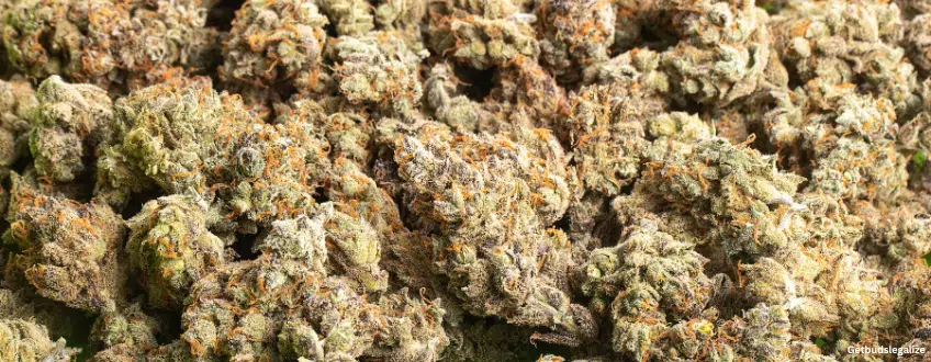 Banana Kush Marijuana Strain Review & Growing Guide, weed, cannabis seeds, ILGM