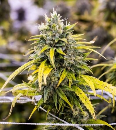 Golden Goat Strain Review & Growing Guide, marijuana, weed, cannabis seeds, Dr. Seeds