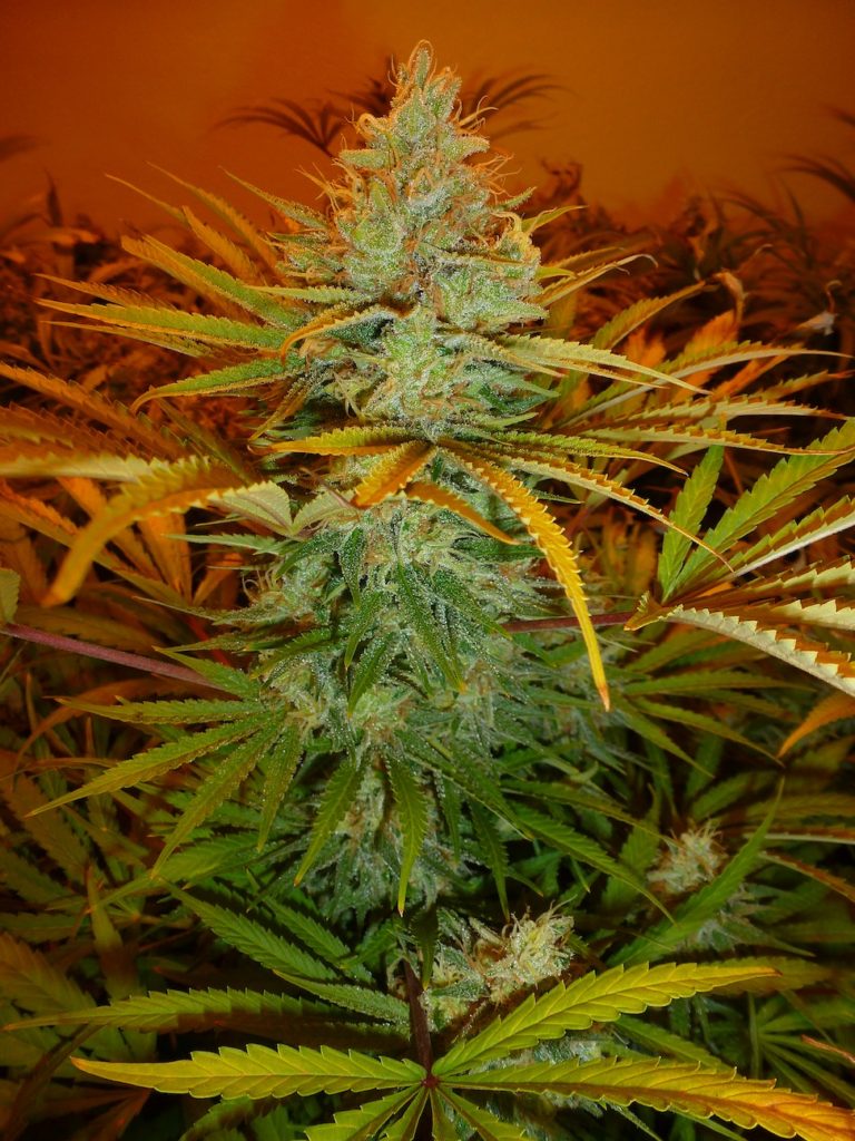 Golden Goat strain review weed seeds