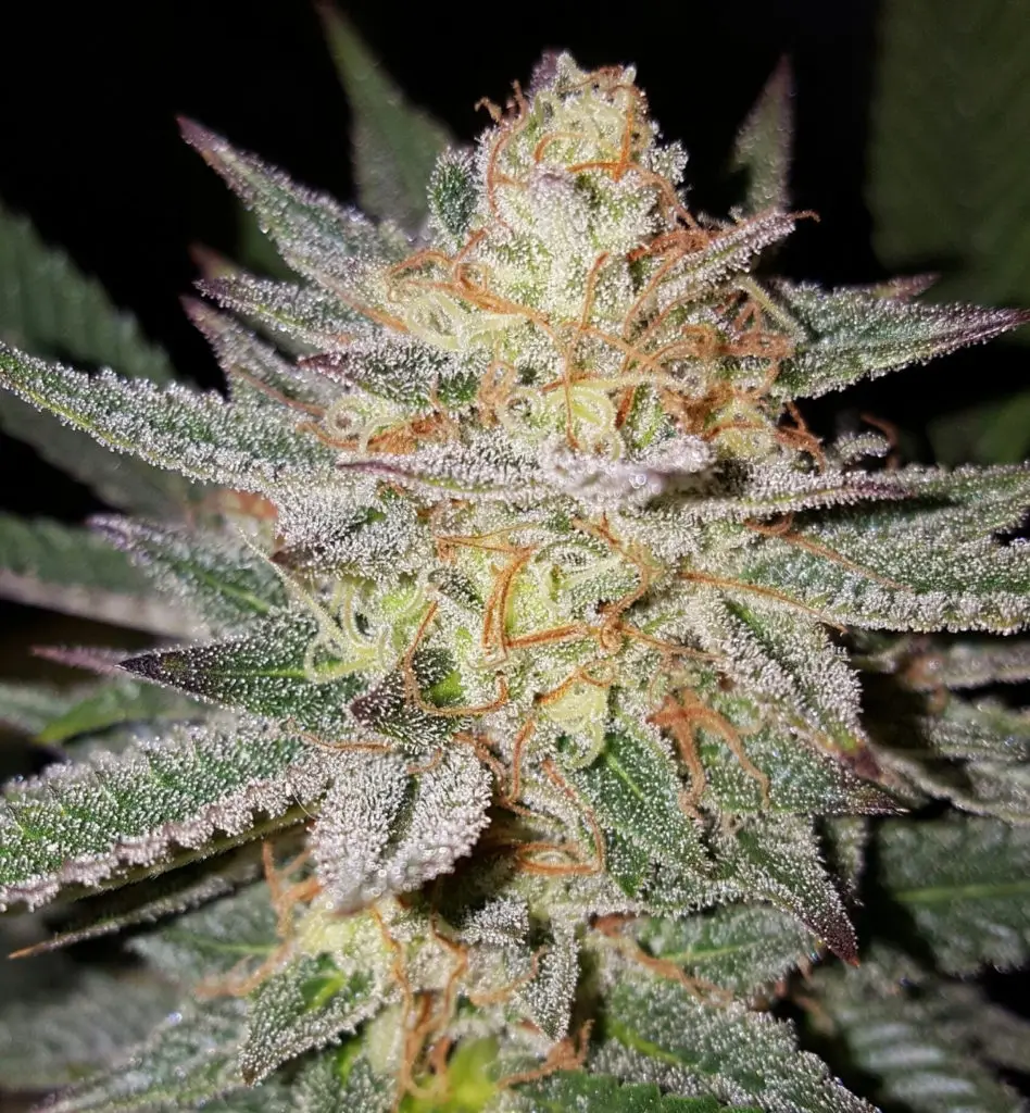 Grape Pie strain review cannabis seeds weed flower