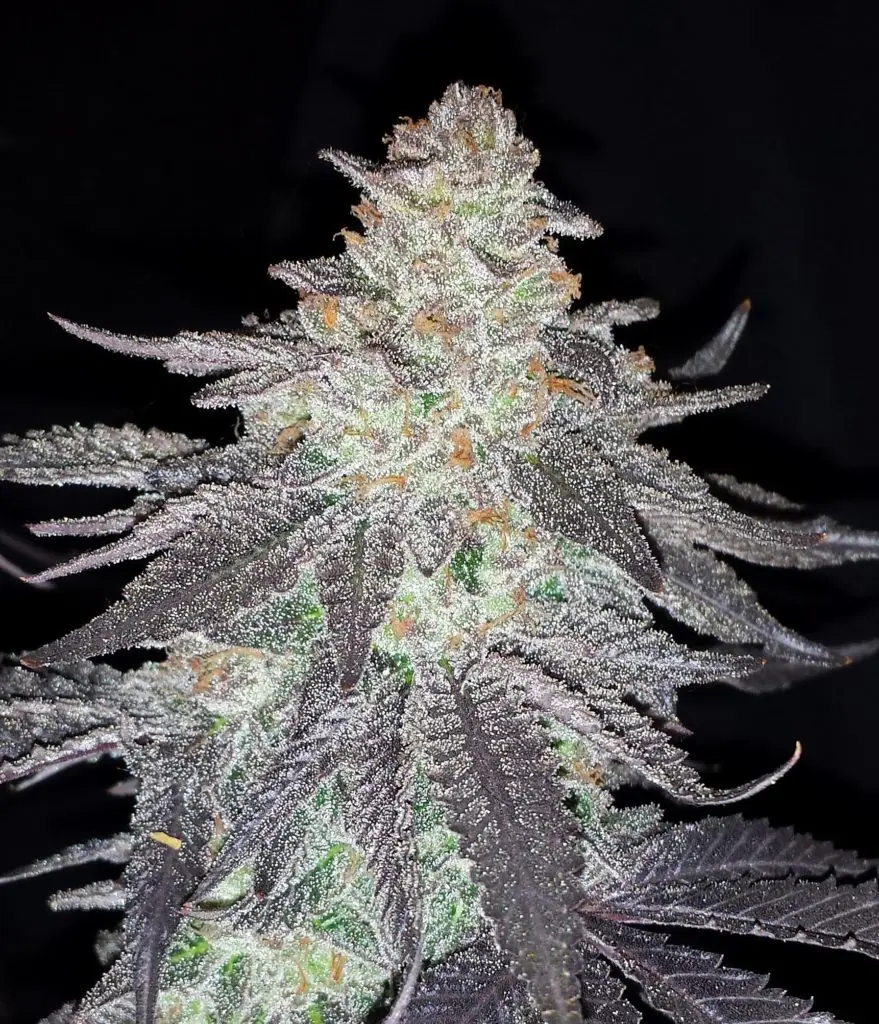 Grape Pie strain review cannabis seeds weed