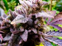 Grape Pie strain review cannabis seeds weed
