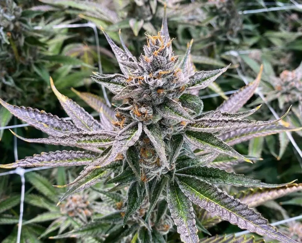 Grape Pie strain review cannabis seeds weed
