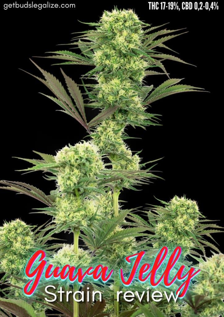 Guava Jelly strain review, sensi seed, marijuana, cannabis, weed, pot, madical