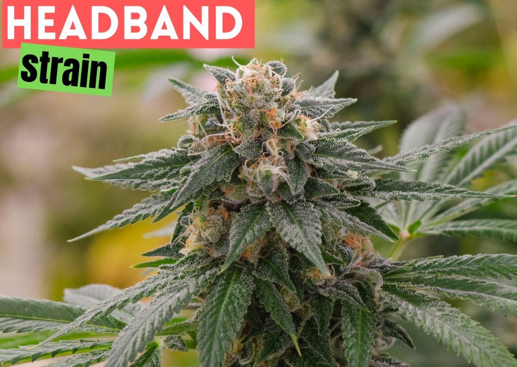 Headband Strain review – GetBudsLegalize.com