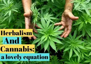herbalism and cannabis