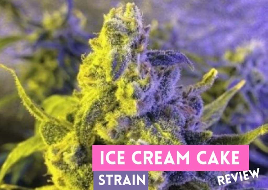 Ice Cream Cake Strain Review GetBudsLegalize Com   Ice Cream Cake 1024x727 