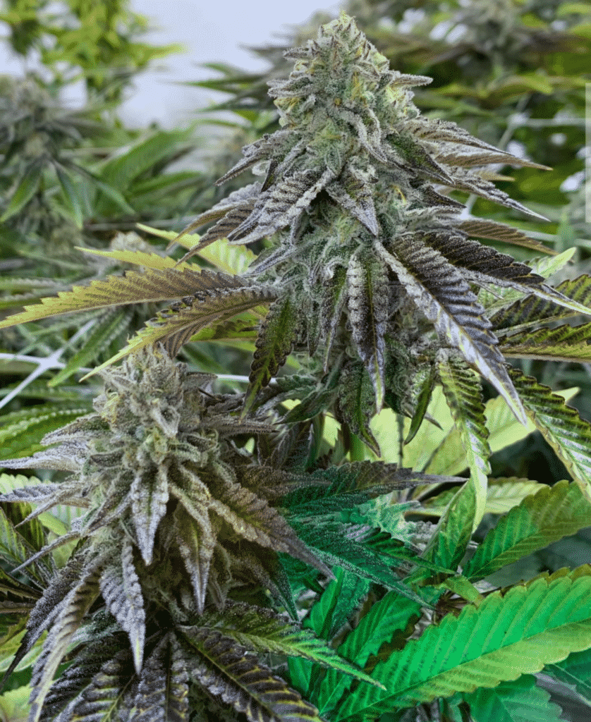 Cons of stunning marijuana feminized strain seeds Ice Cream Cake