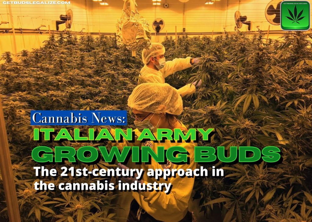 italian army growing buds, cannabis, marijuana wee, legalization