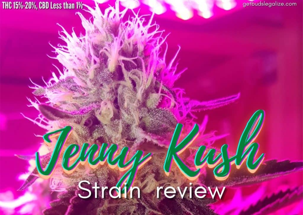 Jenny Kush strain marijuana review, cannabis, marijuana, weed, pot, plant