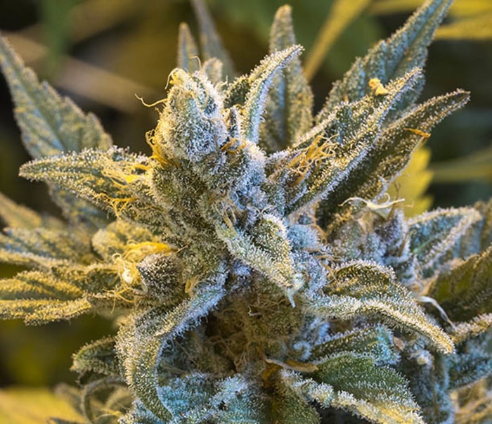 Juicy Fruit strain review, cannabis, marijuana, weed, pot, plant