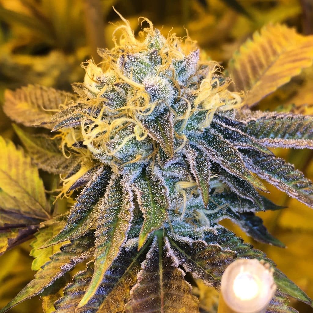 Cherry Kush strain review, cannabis, marijuana, weed, pot, plant