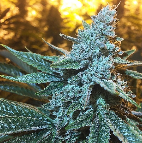 Lemon Meringue Strain review cannabis marijuana grow flower