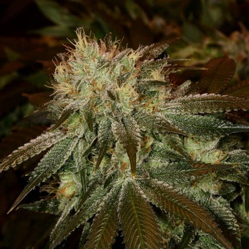 Khalifa Kush strain review, cannabis, marijuana, weed, pot, plant