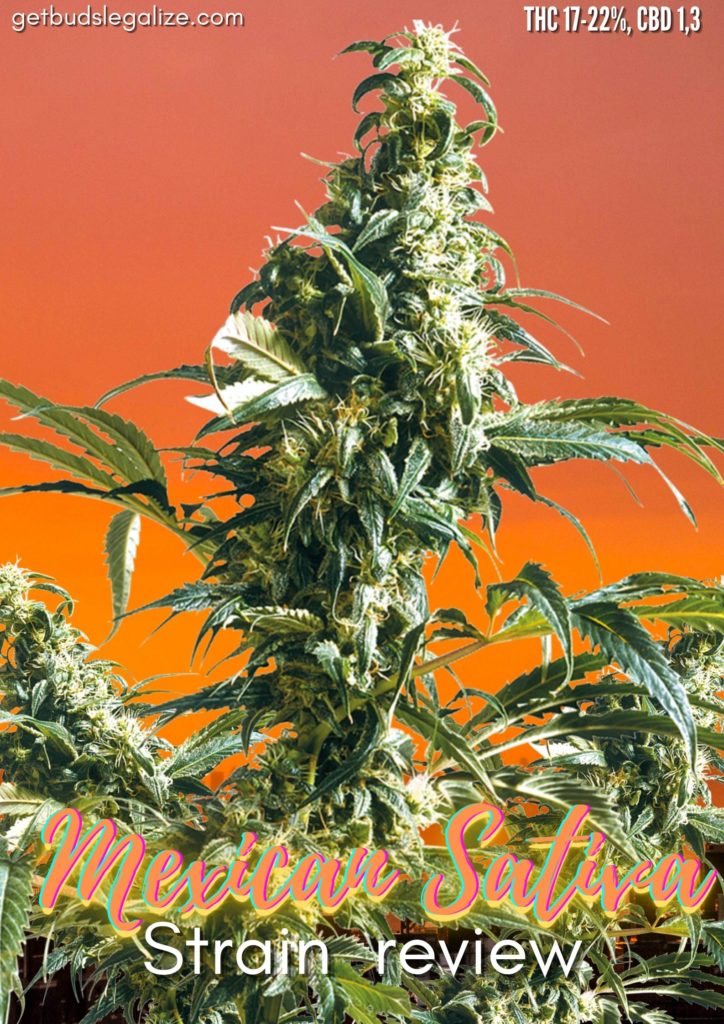 Mexican Sativa strain review, sensi seed, cannabis, marijuana, weed, pot, feminized