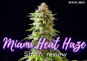 Miami Heat Haze strain review, cannabis, marijuana, weed, pot, plant