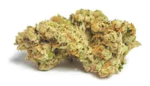Motorbreath strain review cannabis weed seeds grow flower buds
