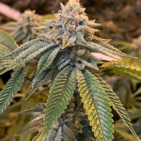 Motorbreath strain review cannabis weed seeds grow flower buds