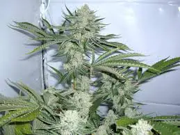 Motorbreath strain review cannabis weed seeds grow flower buds