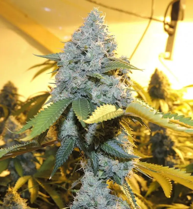 Motorbreath strain review cannabis weed seeds grow flower
