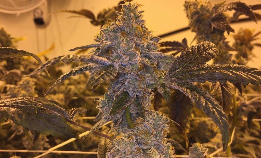 Motorbreath strain review cannabis weed seeds grow flower