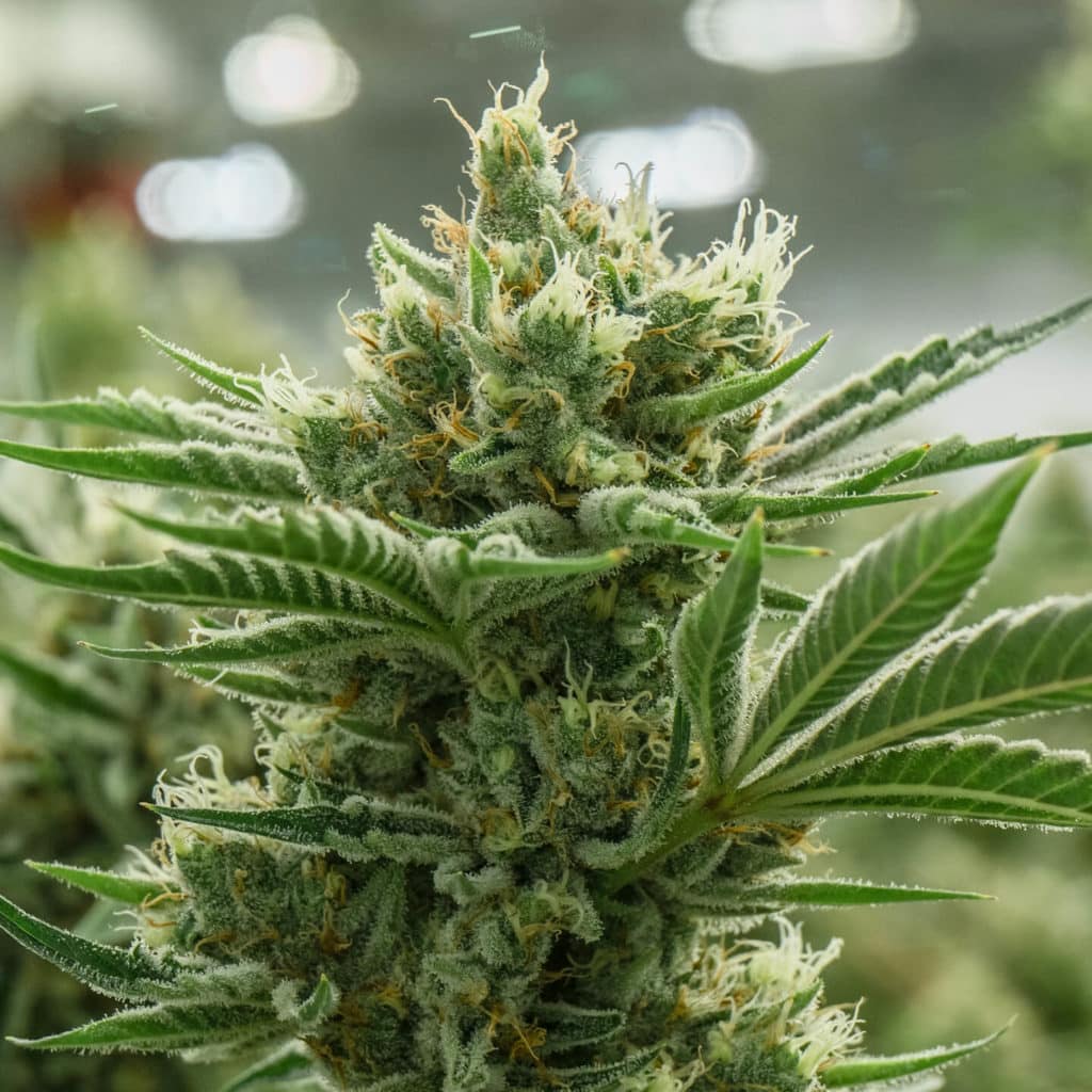 Orange Creamsicle strain review, cannabis, marijuana, weed, pot, plant