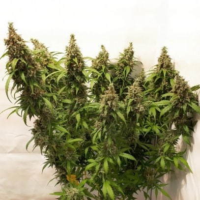 Orange Cookie Strain cannabis marijuana flower buds