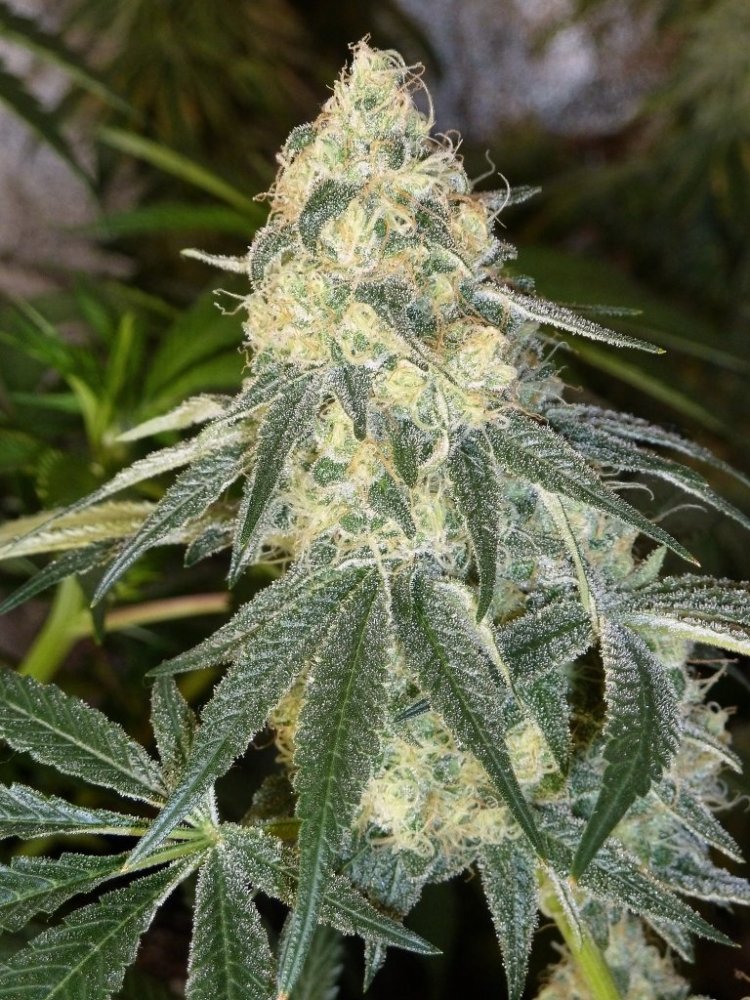 Sour Kush strain review, cannabis, marijuana, weed, pot, plant