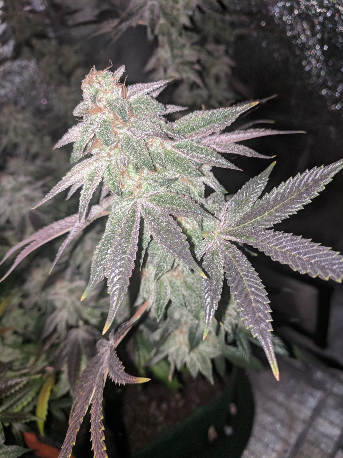 Peanut butter breath strain review growing guide getbudslegalize