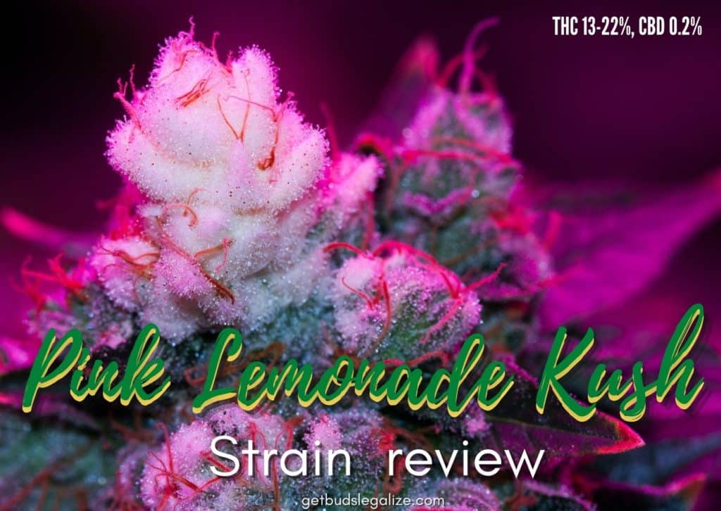 Pink Lemonade Kush strain review weed grow flower, cannabis, weed, pot marijuana