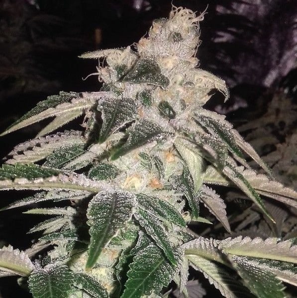 Platinum Kush strain review, cannabis, marijuana, weed, pot, plant