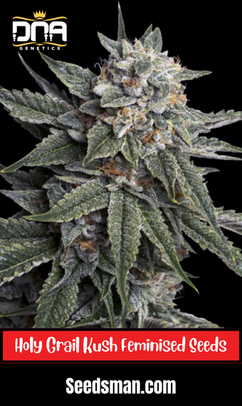 Holy Grail Strain Review & Growing Guide | Best Cannabis Seed Review 11 Holy Grail Kush Feminised Seeds, weed, marijuana, cannabis, dna fenetics, seedsman