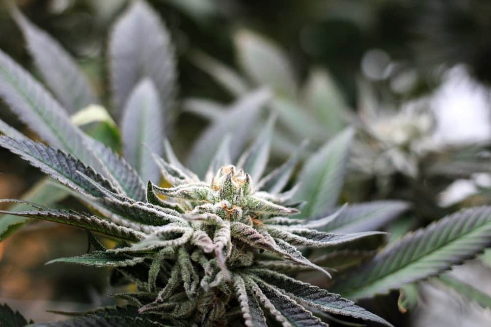 Purple Punch strain review, cannabis, weed, pot, marijuana