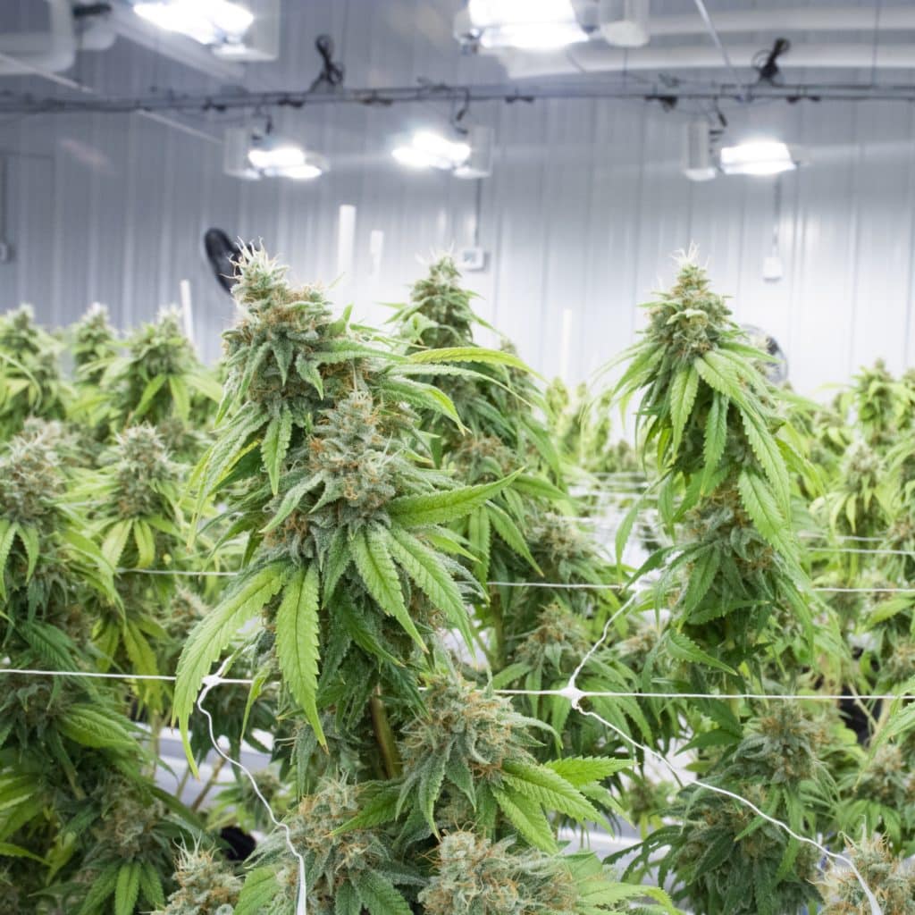 Hindu Kush Weed strain review, cannabis, marijuana, pot, plant