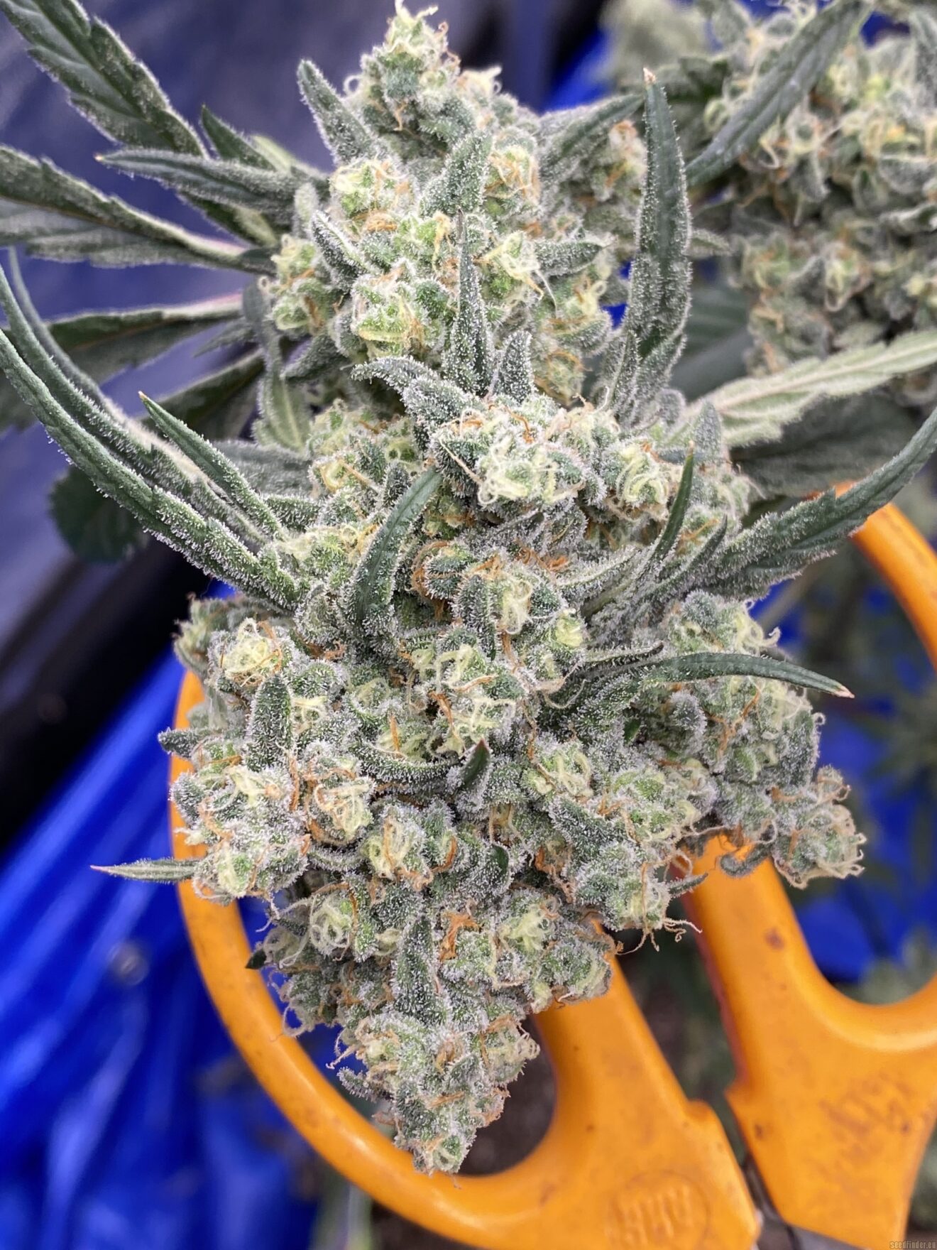 Trainwreck Strain Review & Growing Guide - GetBudsLegalize.com