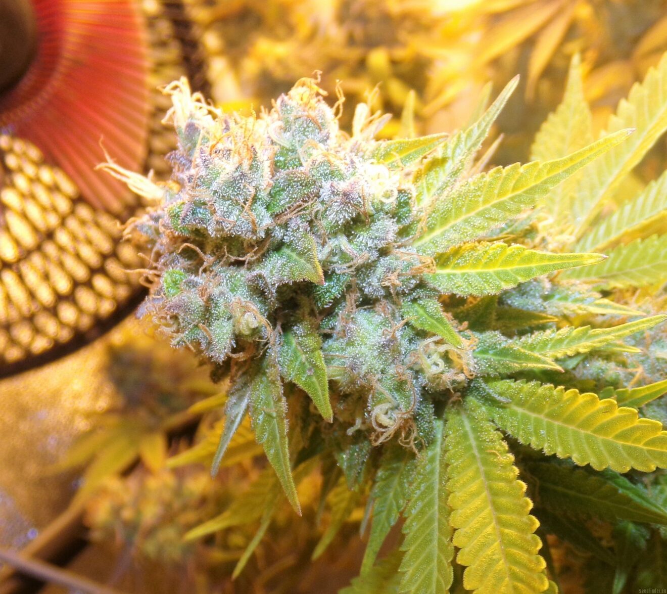 Blueberry Haze Strain Review & Growing Guide | Learn All About ...